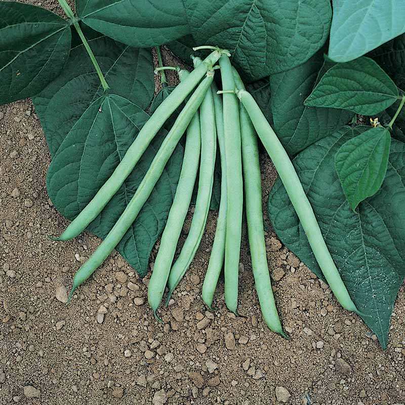 Green Beans